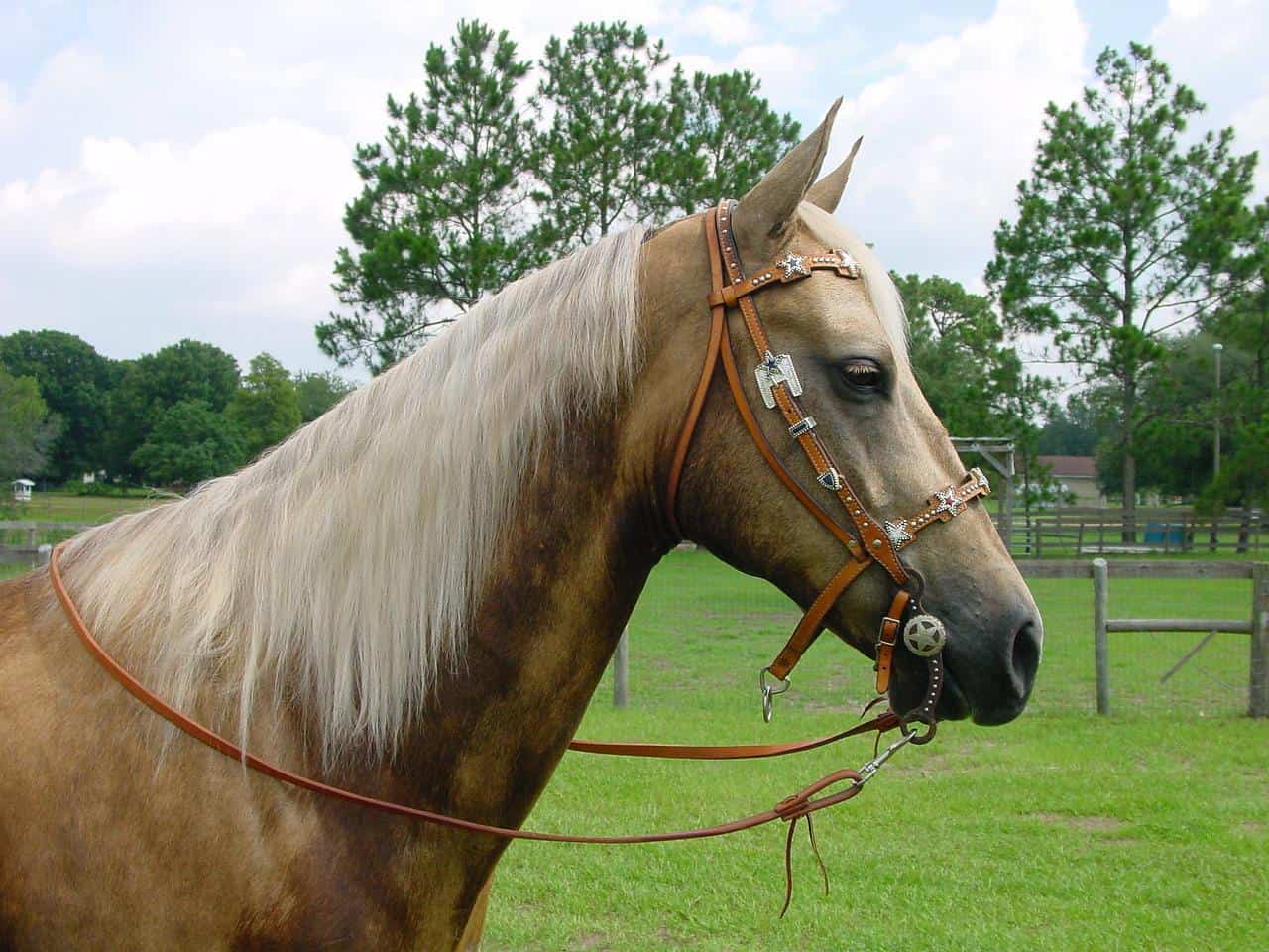 palomino