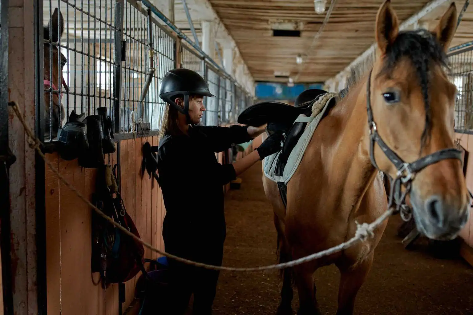 Side view of focused young lady in black outfit and helmet caressing obedient horse and preparing for riding while standing in barn