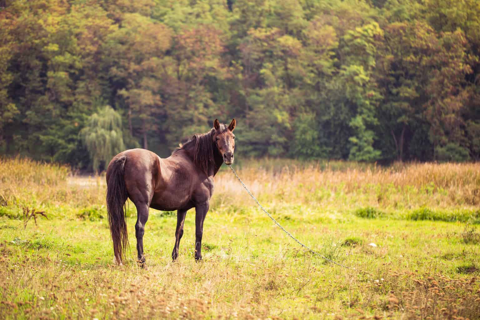 quarter horse