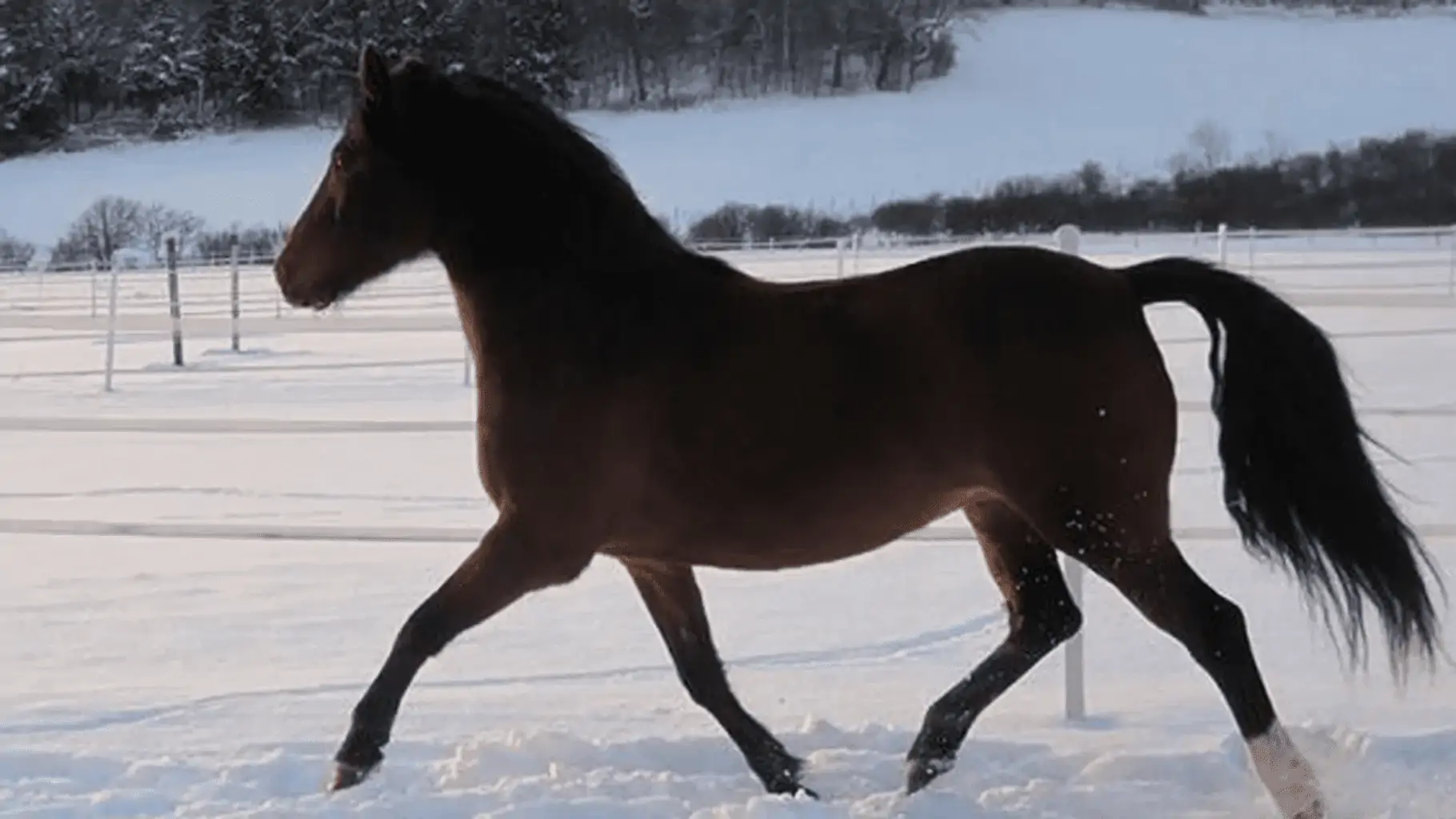 standardbred