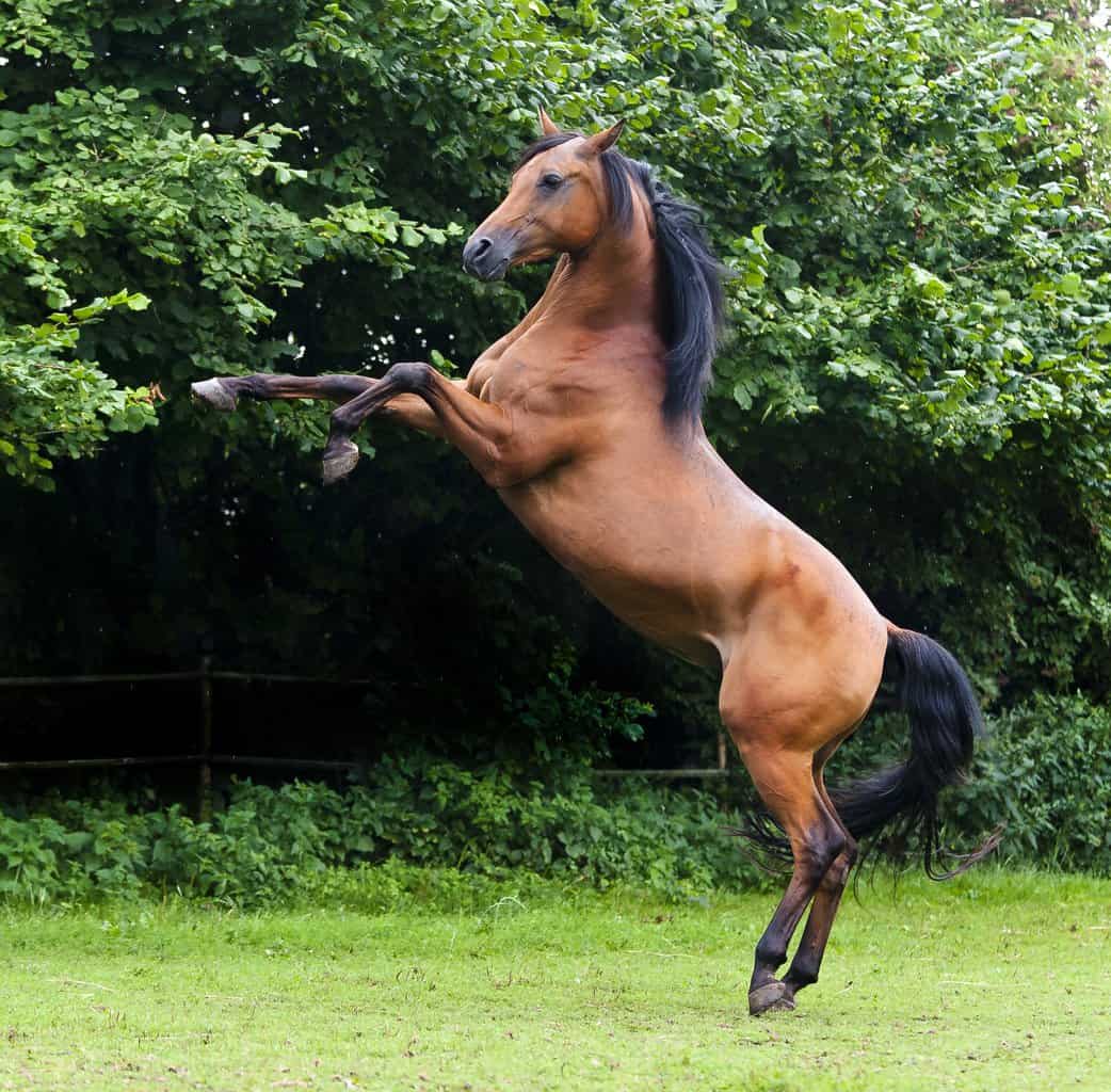 Thoroughbred horse