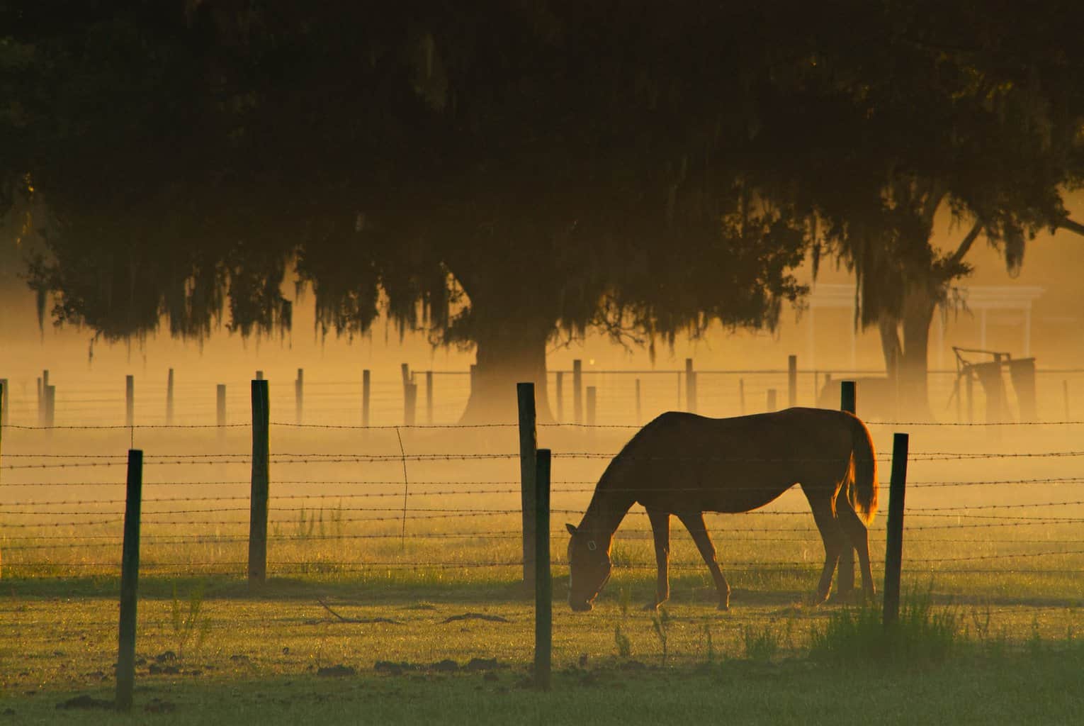 Horse Tree Nature