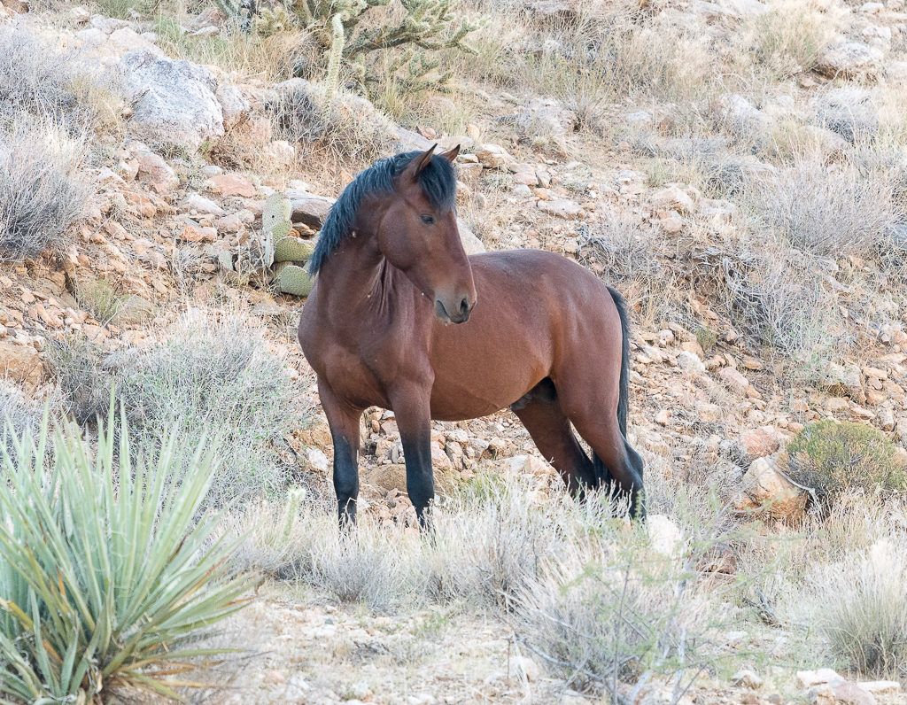 Cerbat Mustang