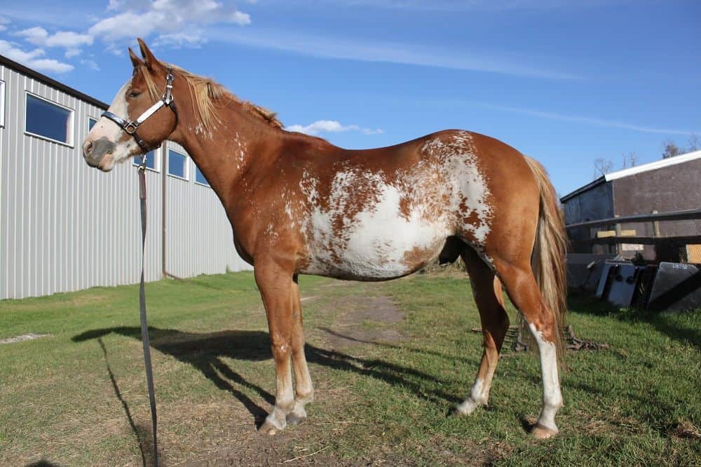 Sabino Horse