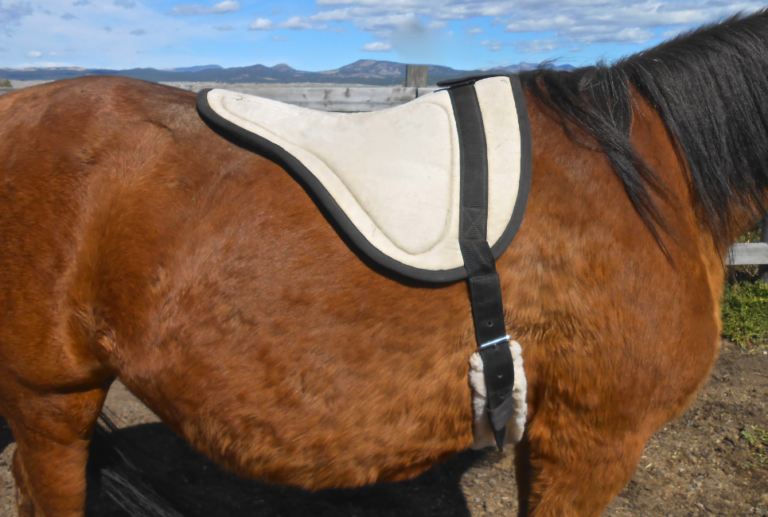 Best Bareback Pads Guide The Horse and Stable