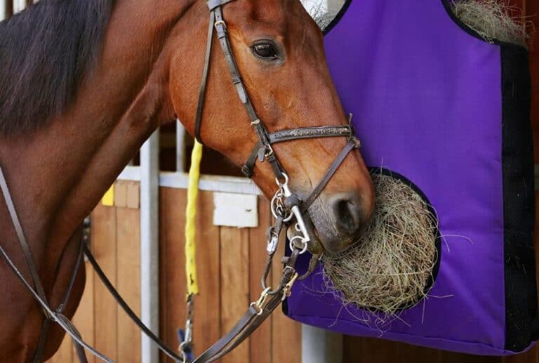 Best Horse Feeder Bags Guide The Horse and Stable