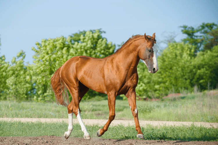 Chestnut Horse