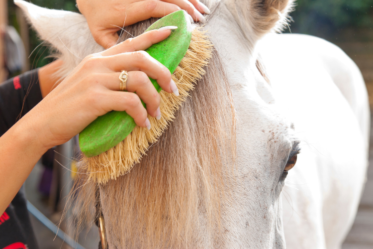 Mane and Tail Brushes