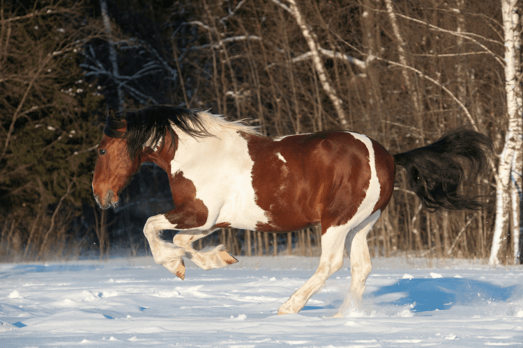 Pinto Horse