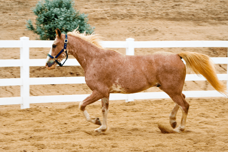 Red Roan Horse