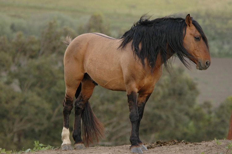 Sulphur Springs Mustang horse