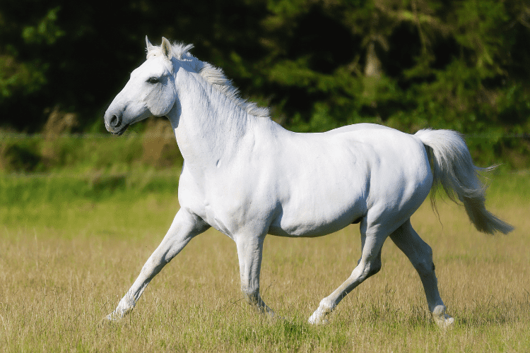 White Horse