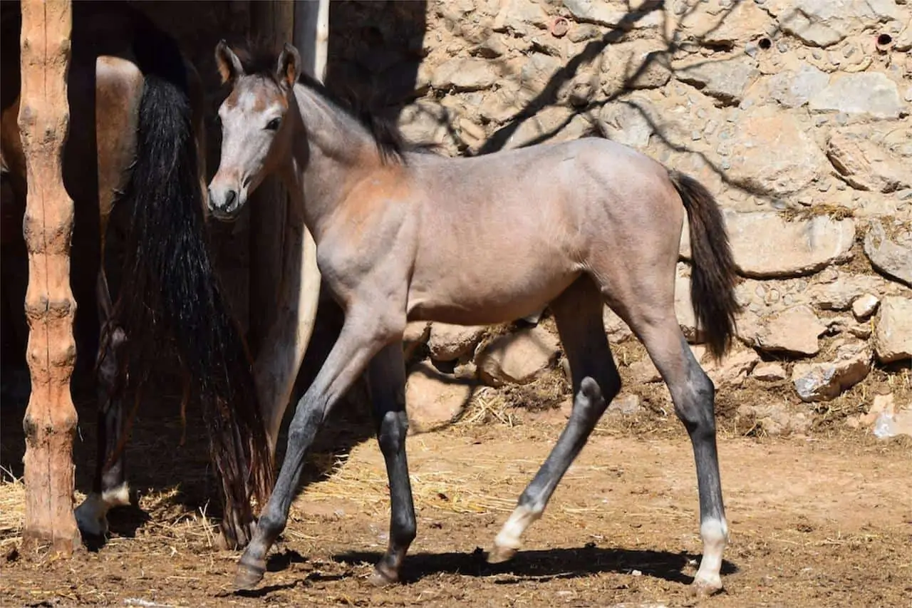 amdalusian foal