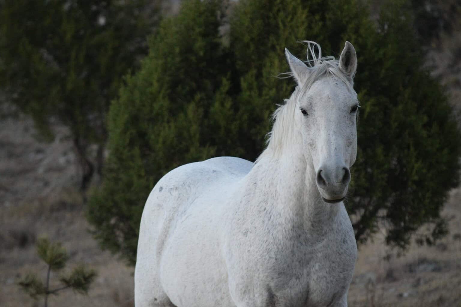 andalusian horse white