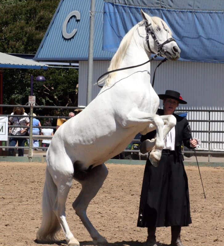 andalusian training