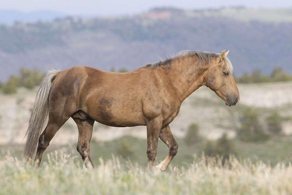 wild horses, mustangs, Pryor Mountains, Montana, USA | Wild horse pictures, Beautiful horses, Mustang horse