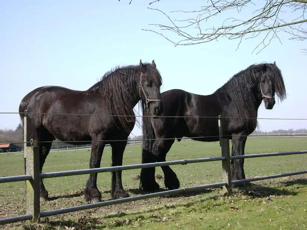 belgian blacks