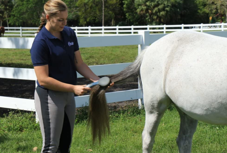 Best Horse Brushes for Grooming The Horse and Stable