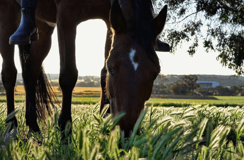 brown horse