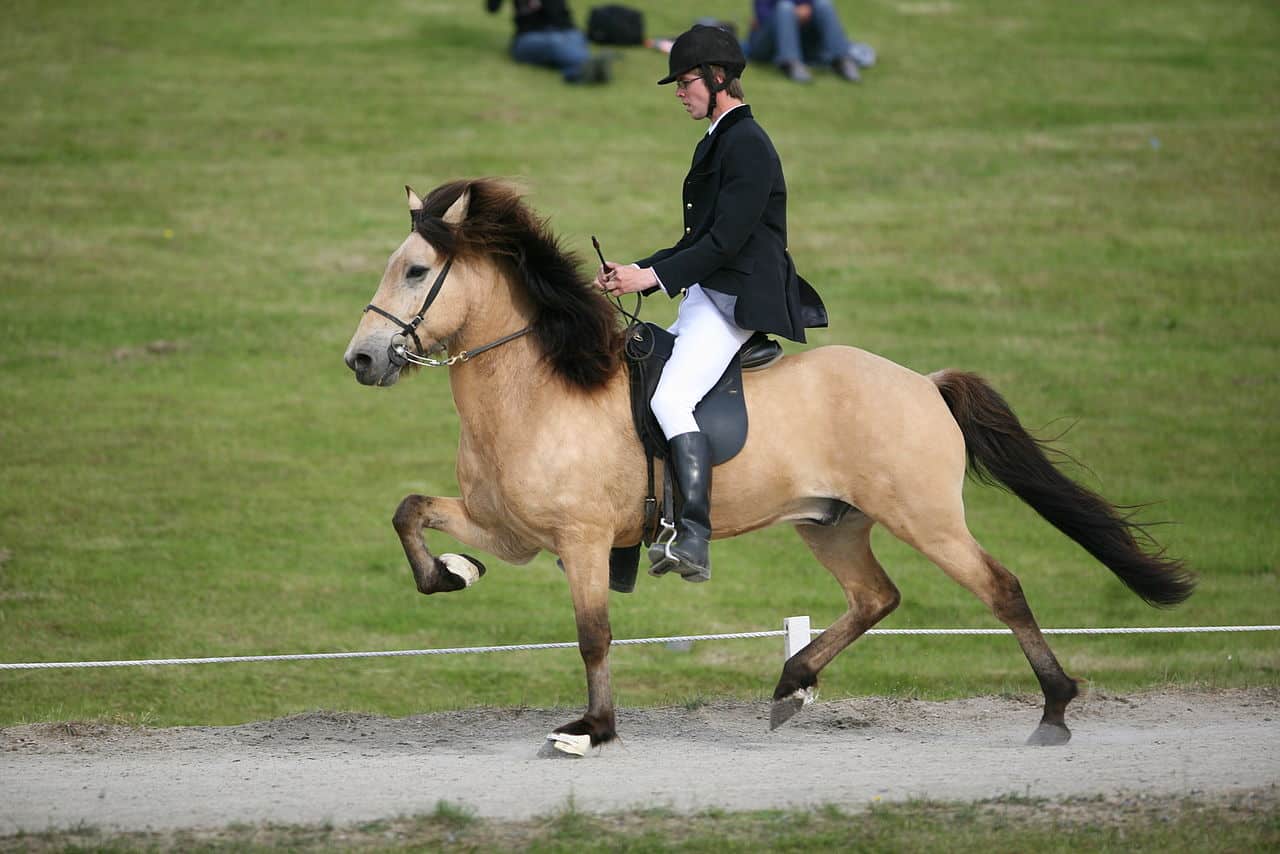 buckskin horse