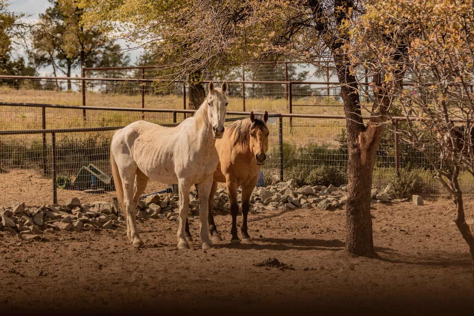 buckskin horses