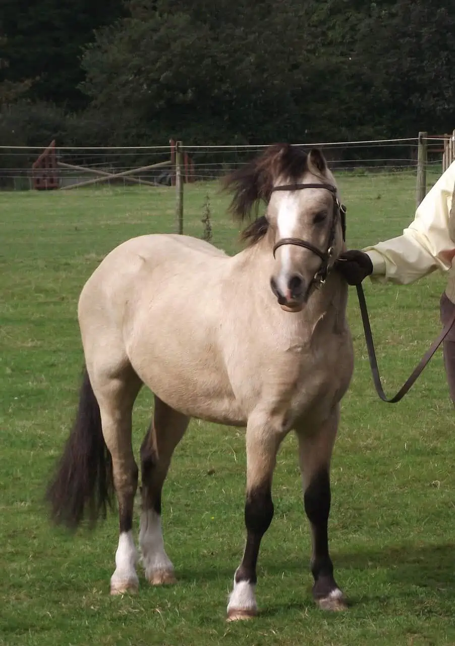 dark buckskin horses