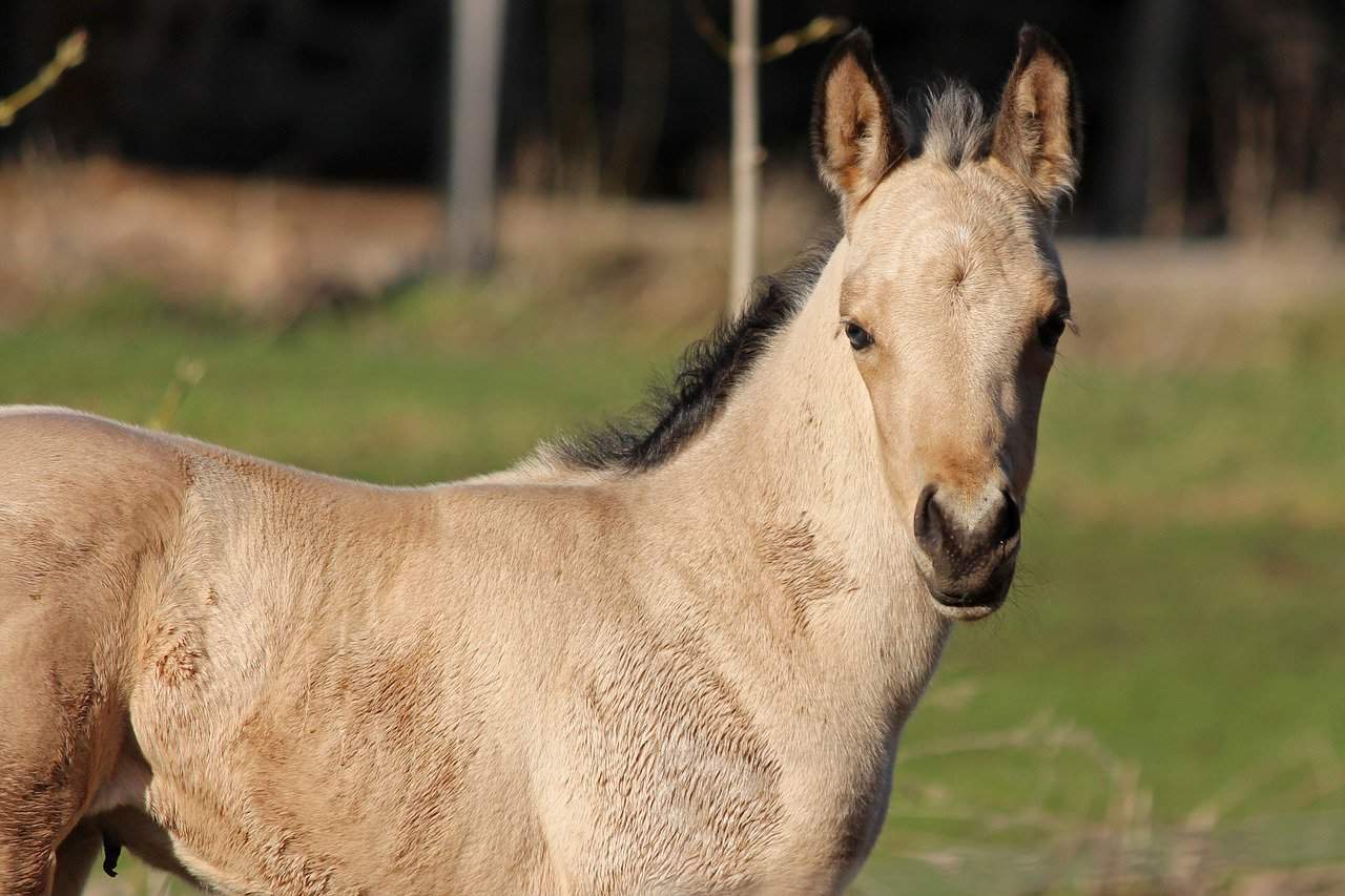 buckskin