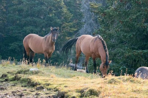 Coyote Canyon Mustangs