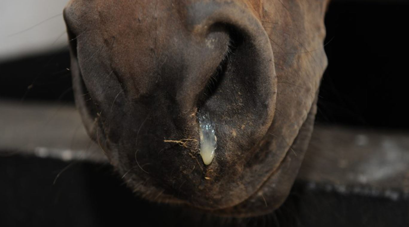 Equine Herpes Virus