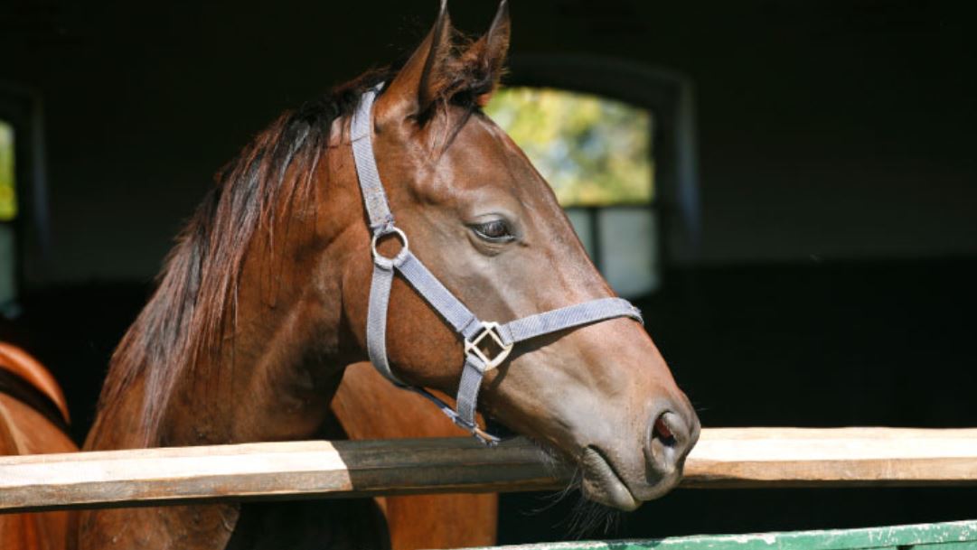 Equine Influenza