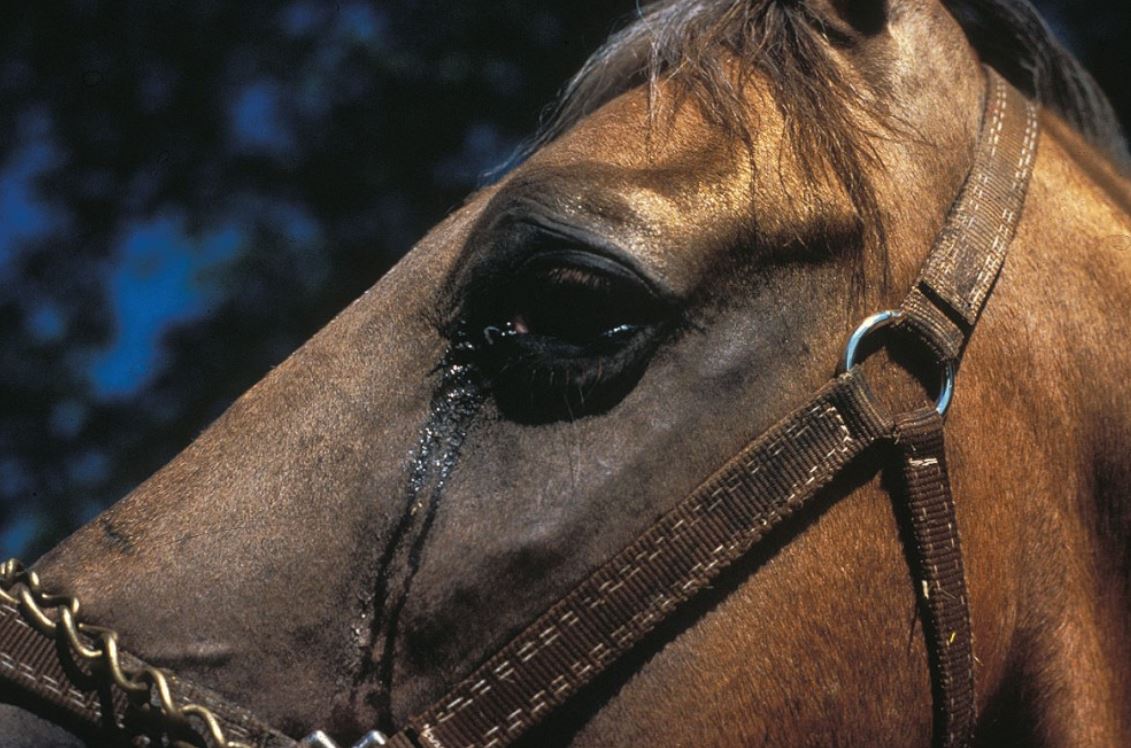 Equine Viral Arteritis