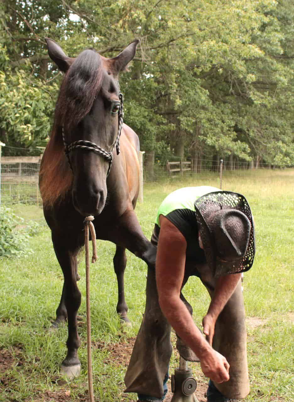 farrier