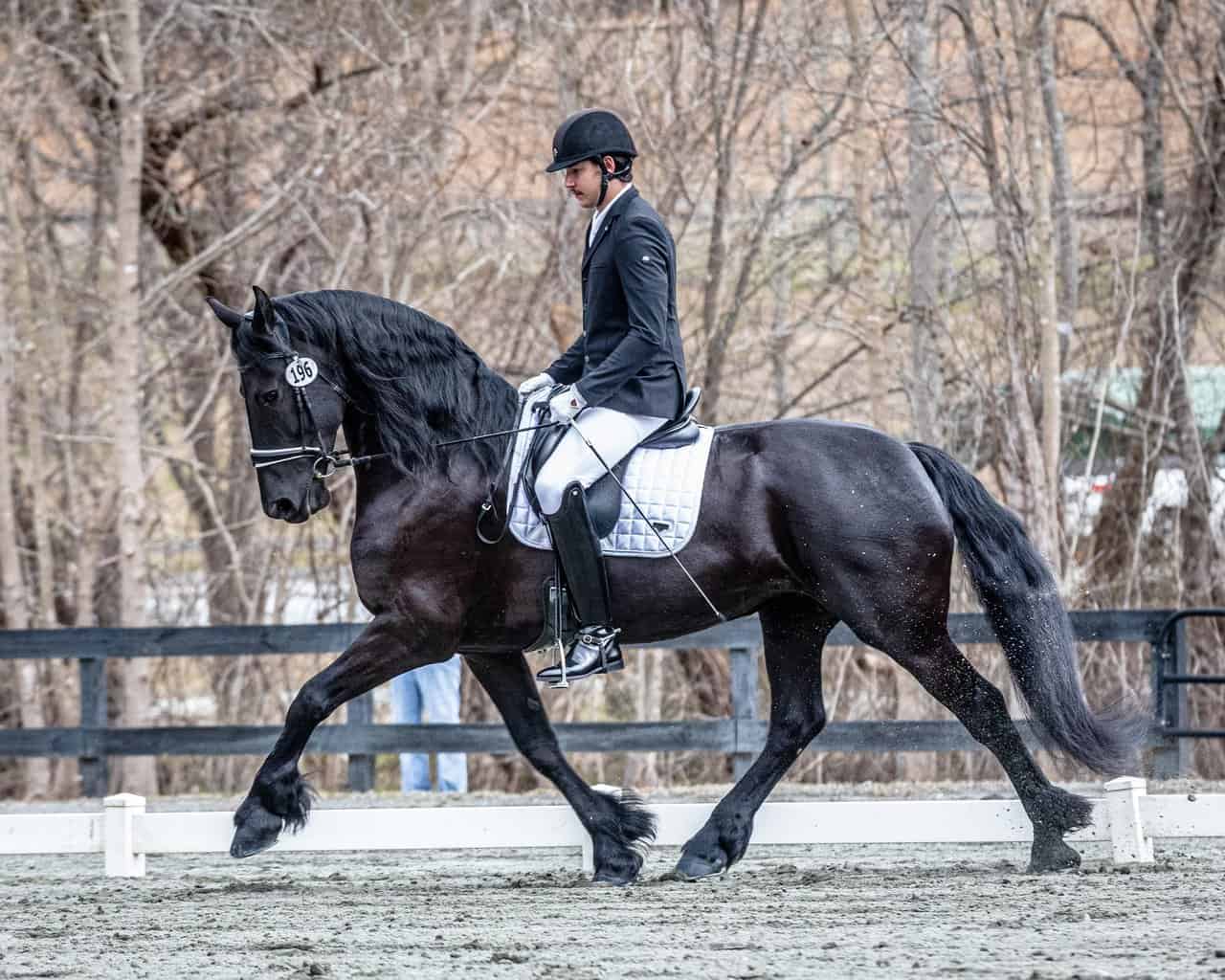 friesian horse allure