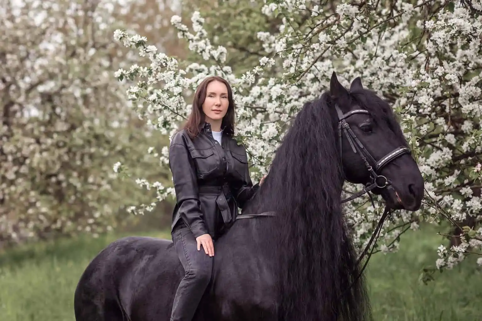 friesian riding horse