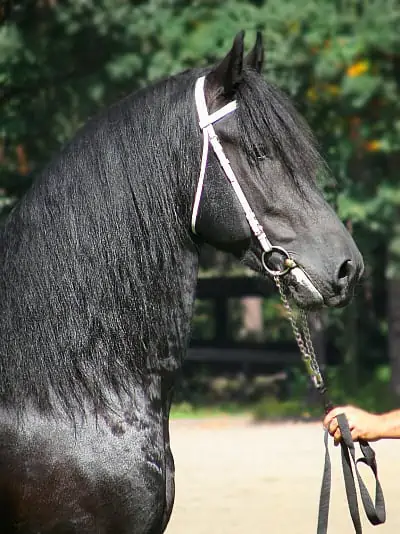 friesian