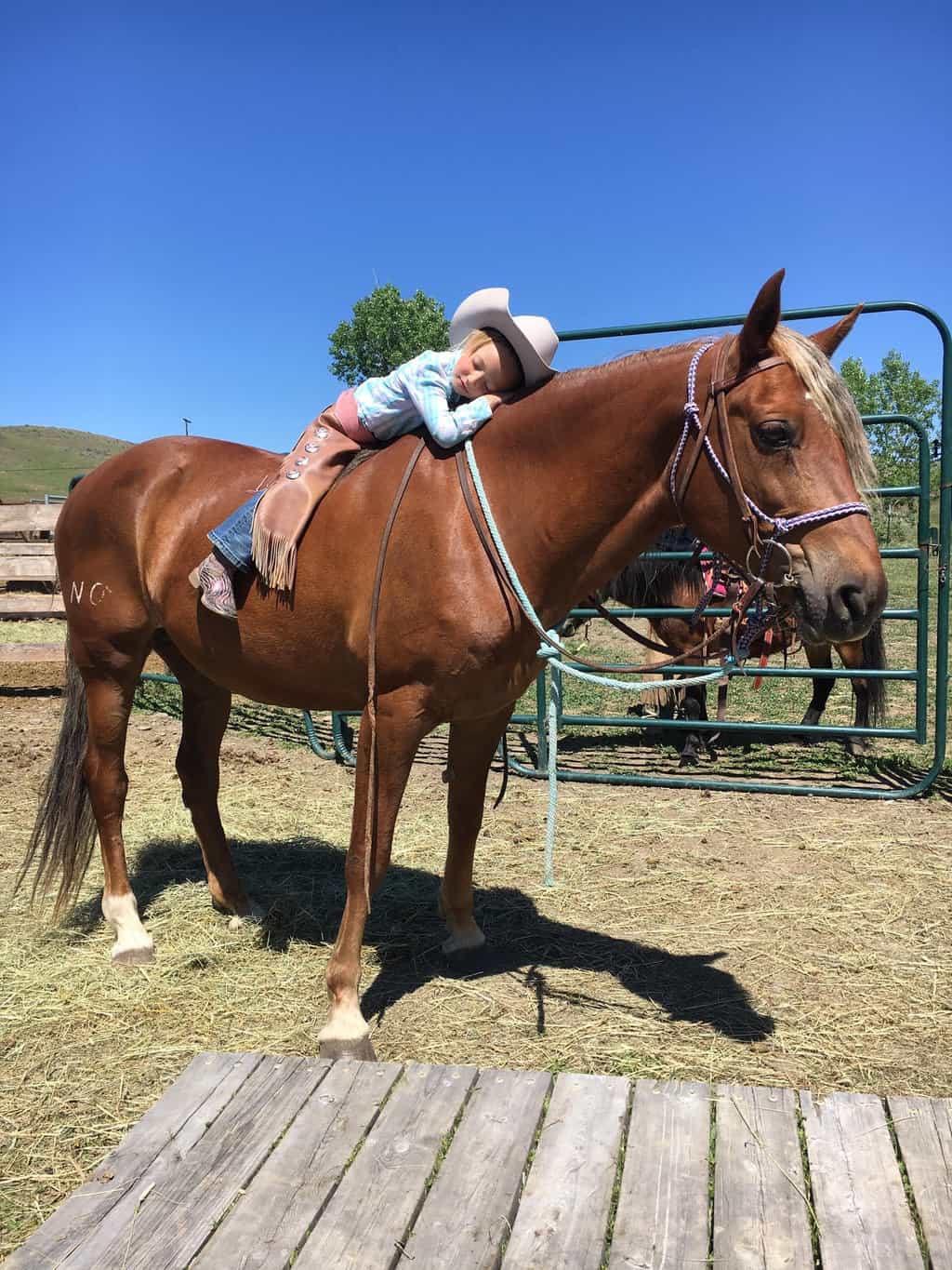 girl relies on morgan horse