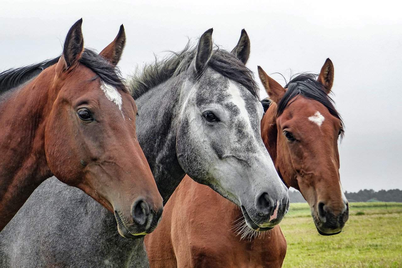 group of horses