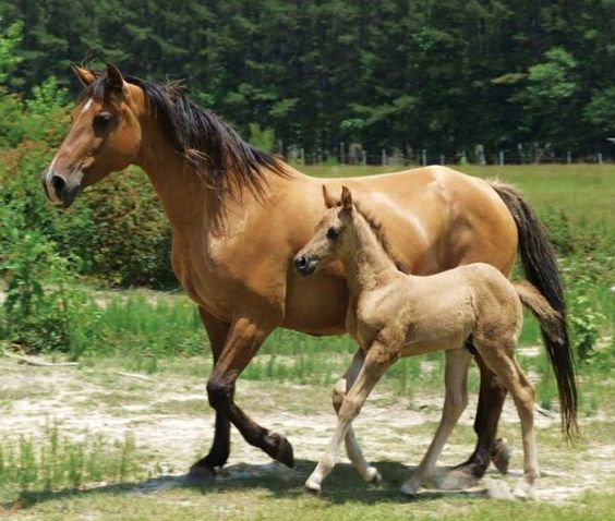 Horse Abstang Mustangs