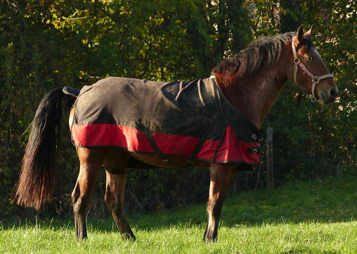 horse blanket