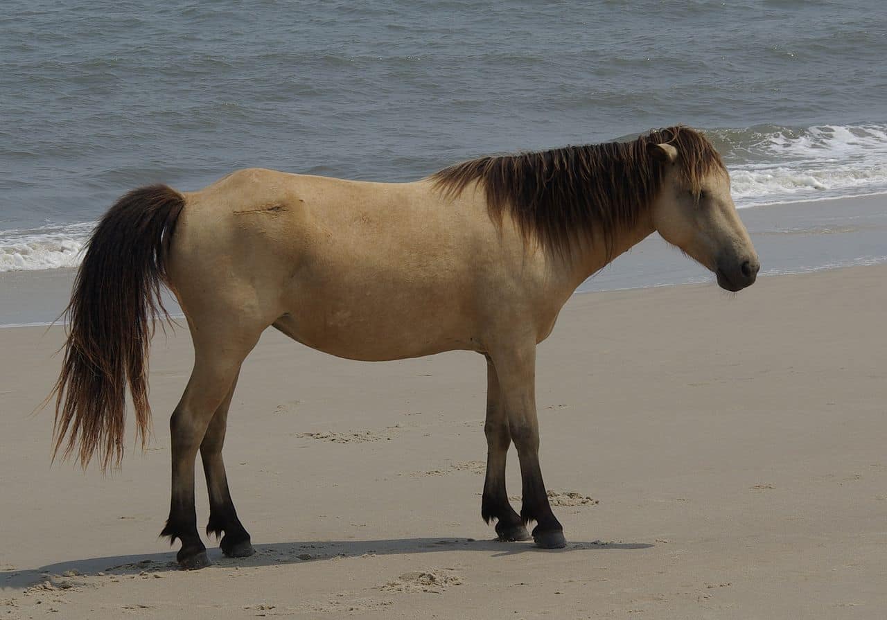 horse buckskin