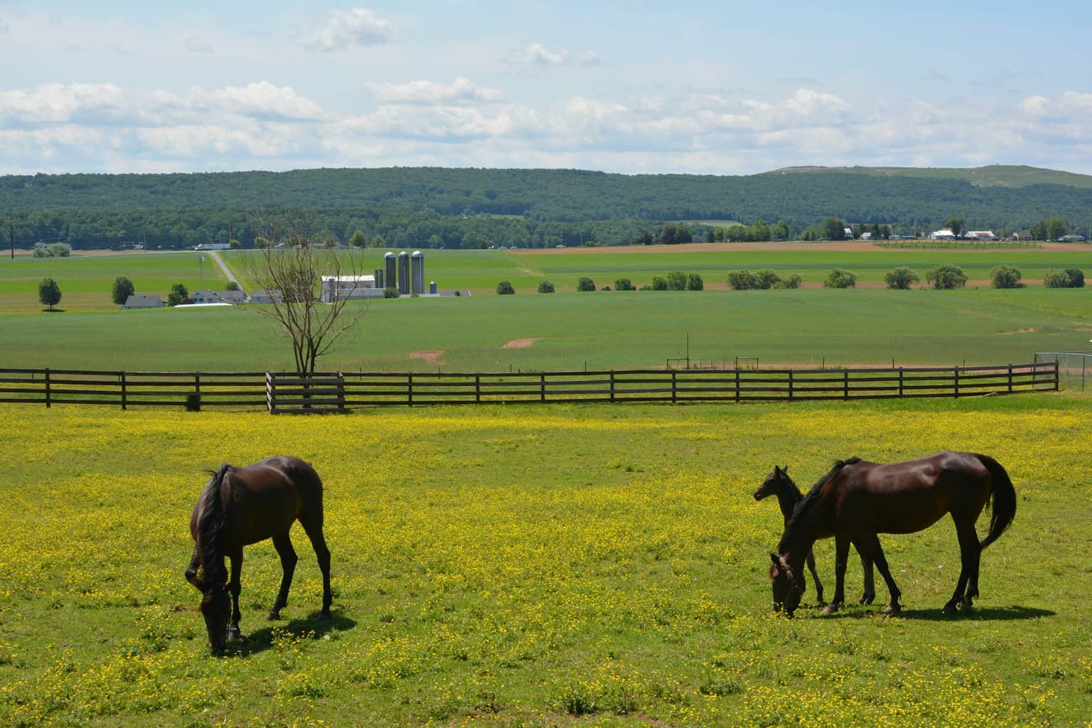 horse farm