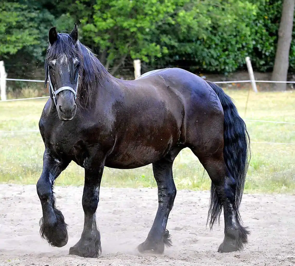 horse friesian