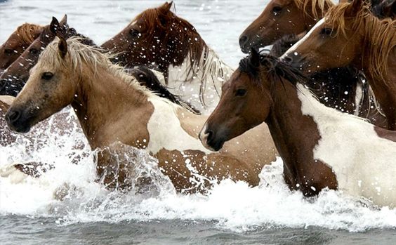 Horse Island Mustangs