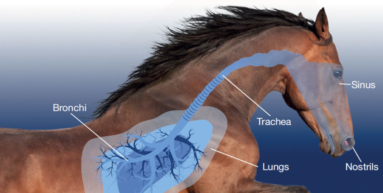 Horse Lung Anatomy Diagram