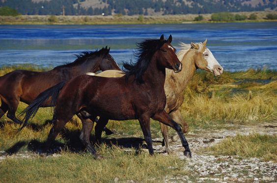 Horse Mustang