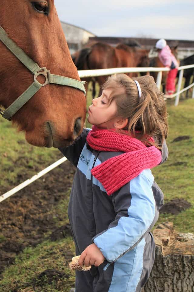 horse treatment