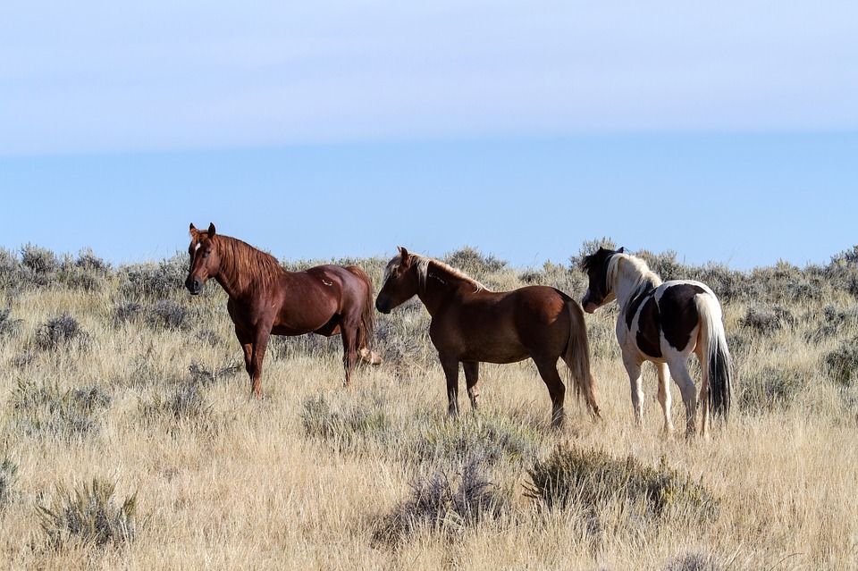 Free photos of Horses