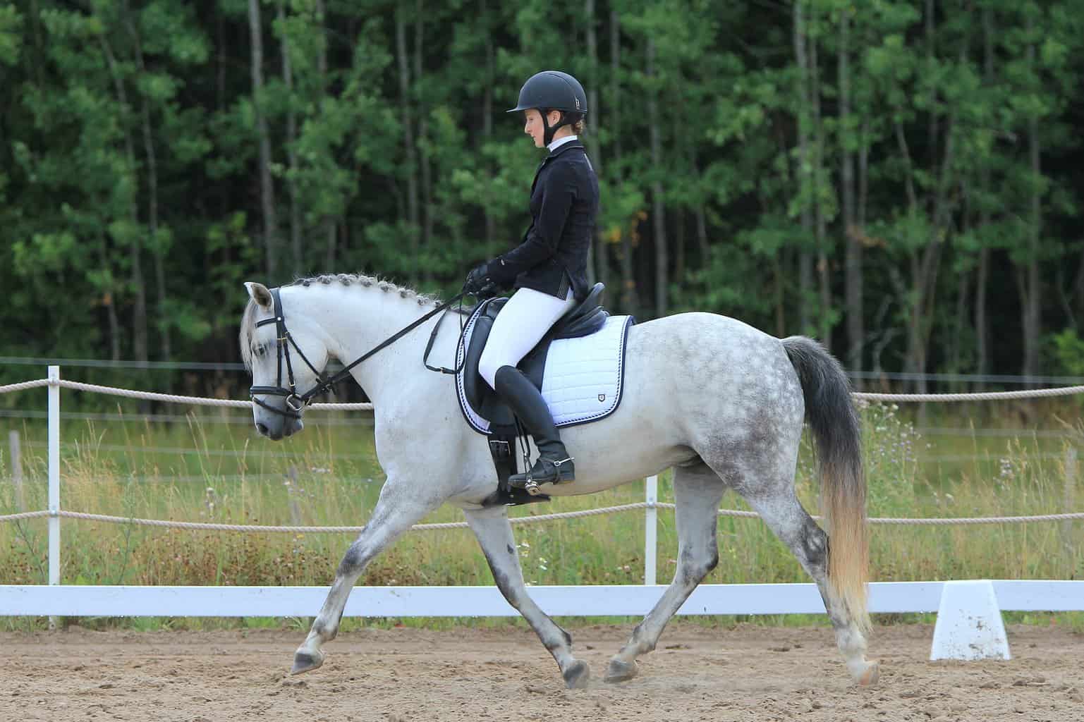 jockey on andalusian