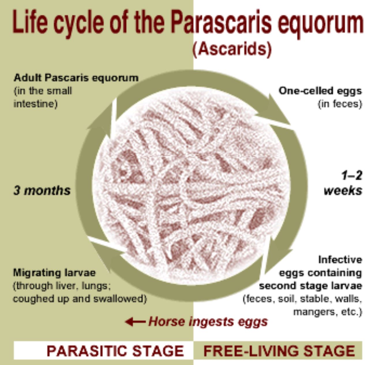 Live Cycle Of Ascarids In Horse