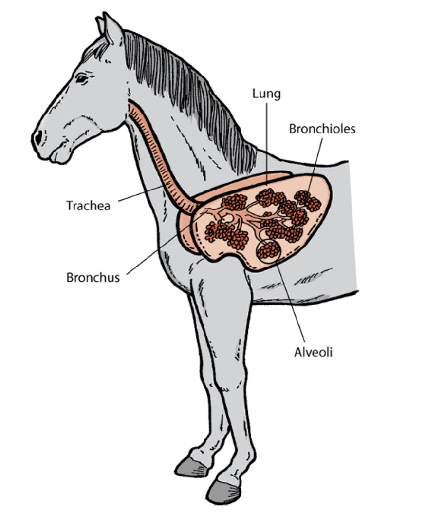 Lungs And Airways In A Horse